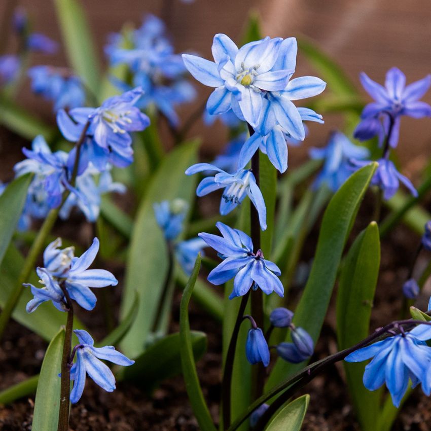 Rysk Blåstjärna, älskad och lättodlad vårblommande lök med intensivt blå blommor