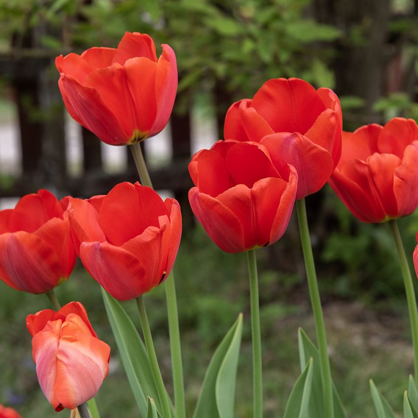 Darwinhybridtulpan ´Apeldoorn´,Stora, rödorangea enkla blommor.