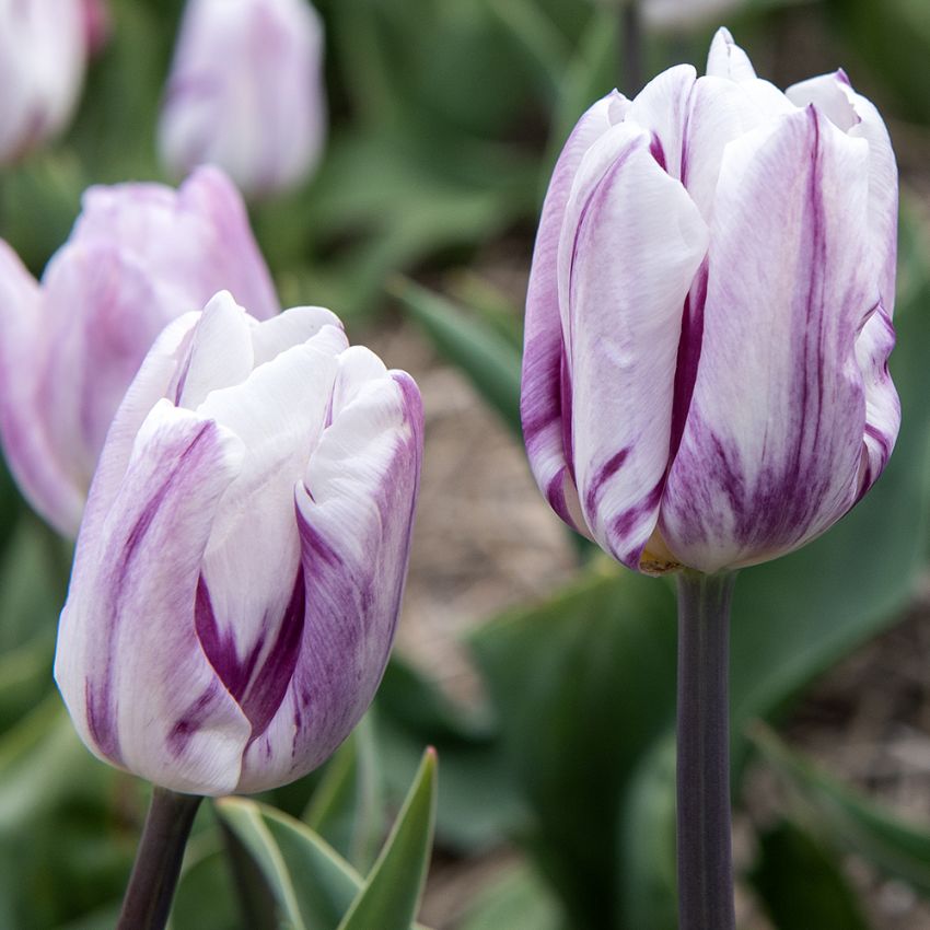 Triumftulpan ''''Flaming Flag''''vita blommor läckert lila flammor.