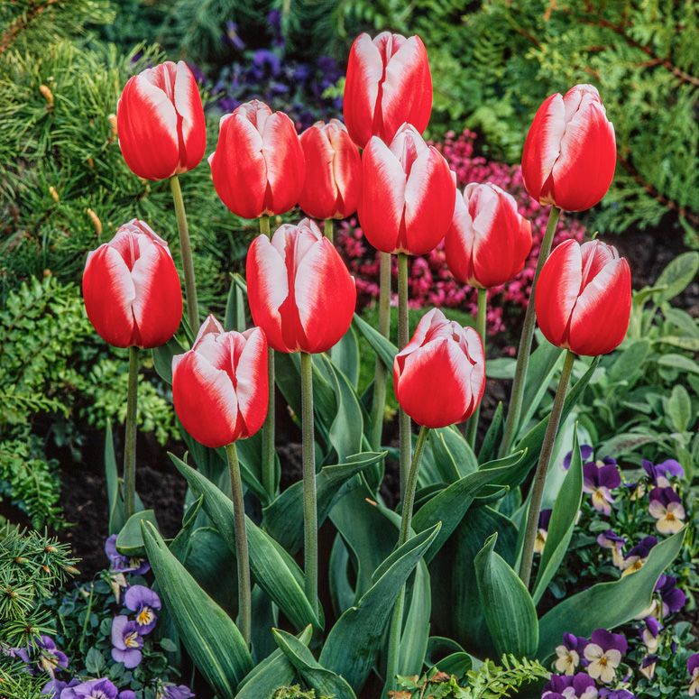 Triumftulpan ´Leen van der Mark´Röda blommor har elegant cremevita kanter.