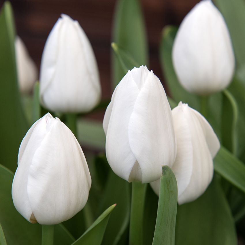 Triumftulpan´Royal Virgin´.Glimrande, snövita blommor. I rabatt och kruka.