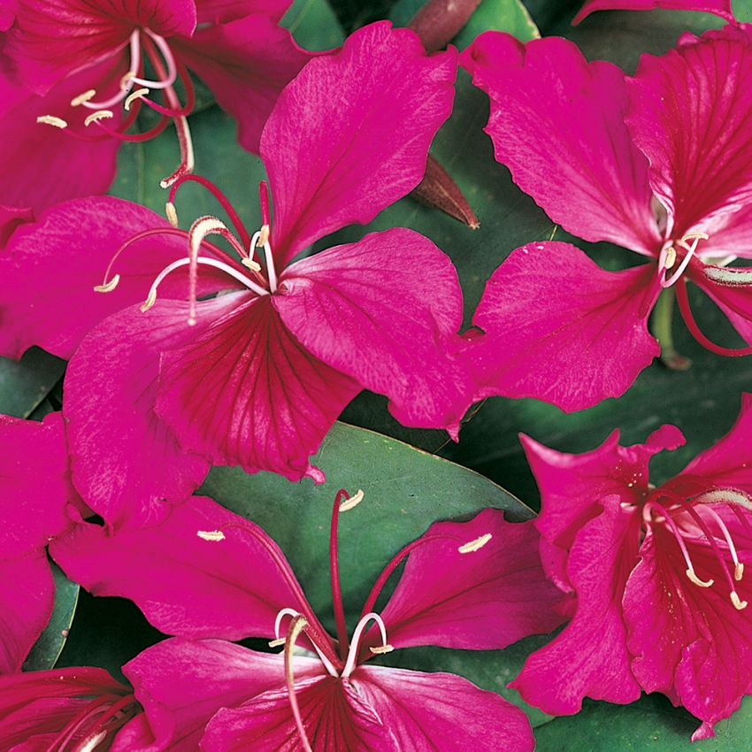Purpurbauhinia. Purpurröda, orkidélika blomknippen. Blad sluter sig mot kvällen.