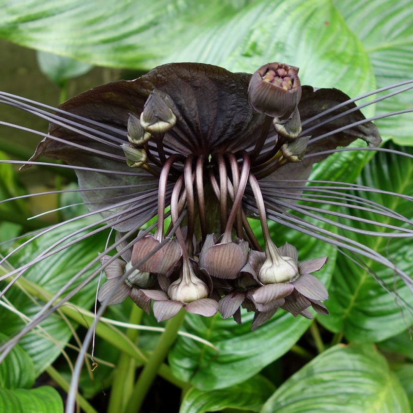 Tacca, originell växt med stora, svarta, fladdermuslika blommor