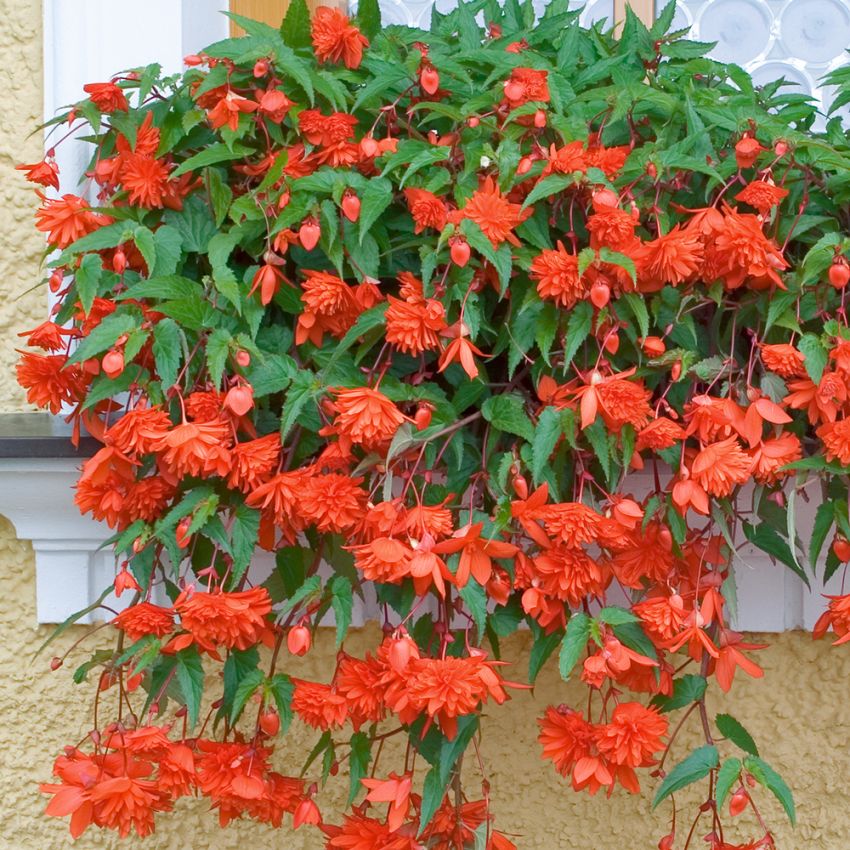 Hängbegonia F1 'Illumination Orange', kaskader av orangeröda, dubbla blommor