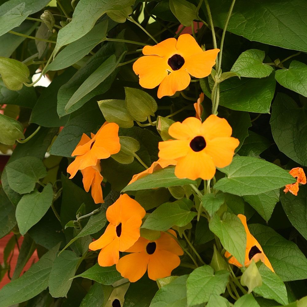 Svartöga 'Aurantiaca Oculata. Stora, orange blommor med mörk mitt, långa rankor.
