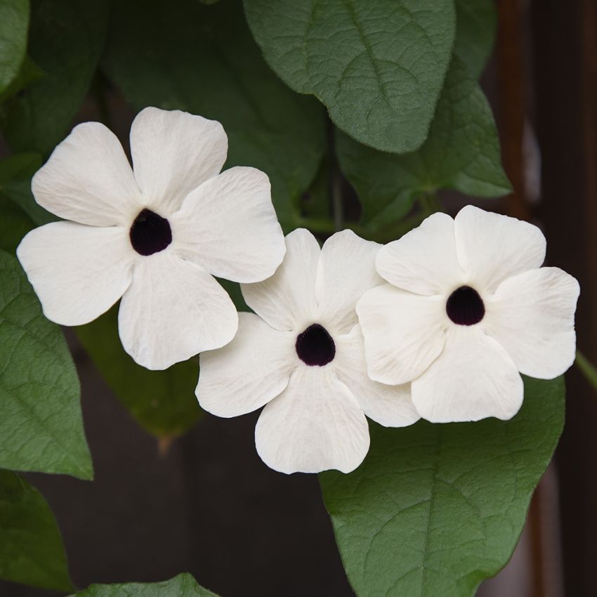 Svartöga 'Alba Oculata'. Stora, vita blommor med mörk mitt, långa rankor.