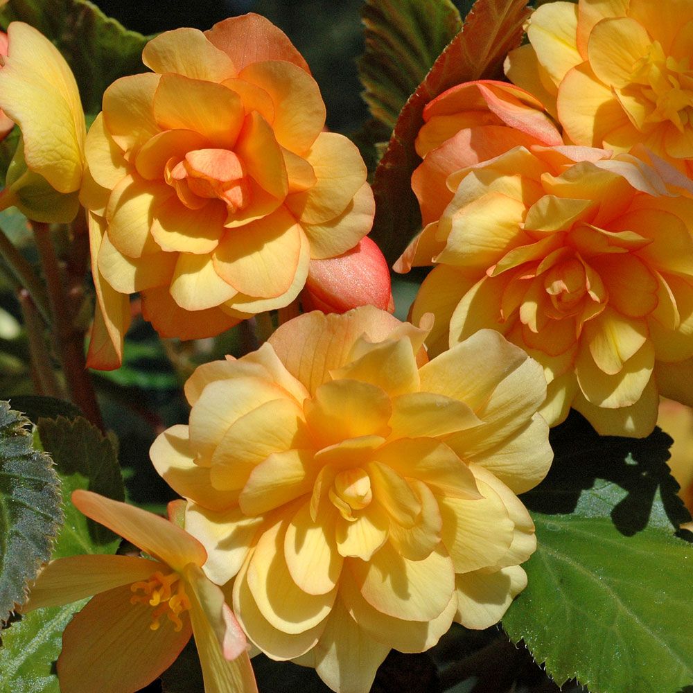 Hängbegonia F1 Illumination Apricot, glödande aprikosgula, hängande blommor