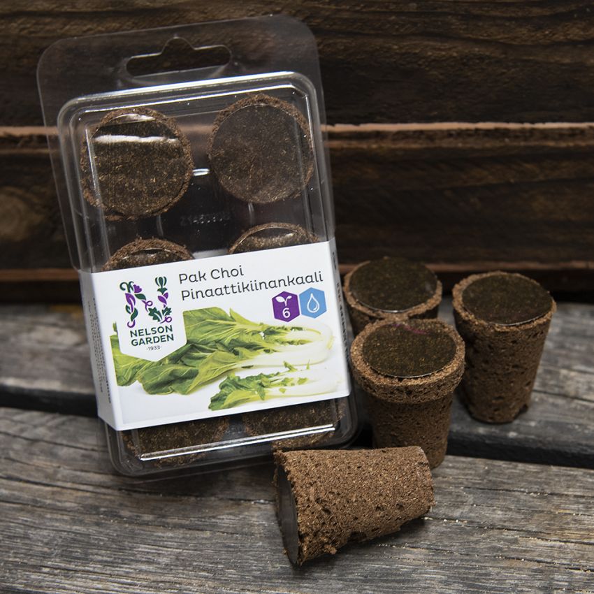 Hydroponisk odlingsplugg Pak Choi F1 'Summer Breeze'