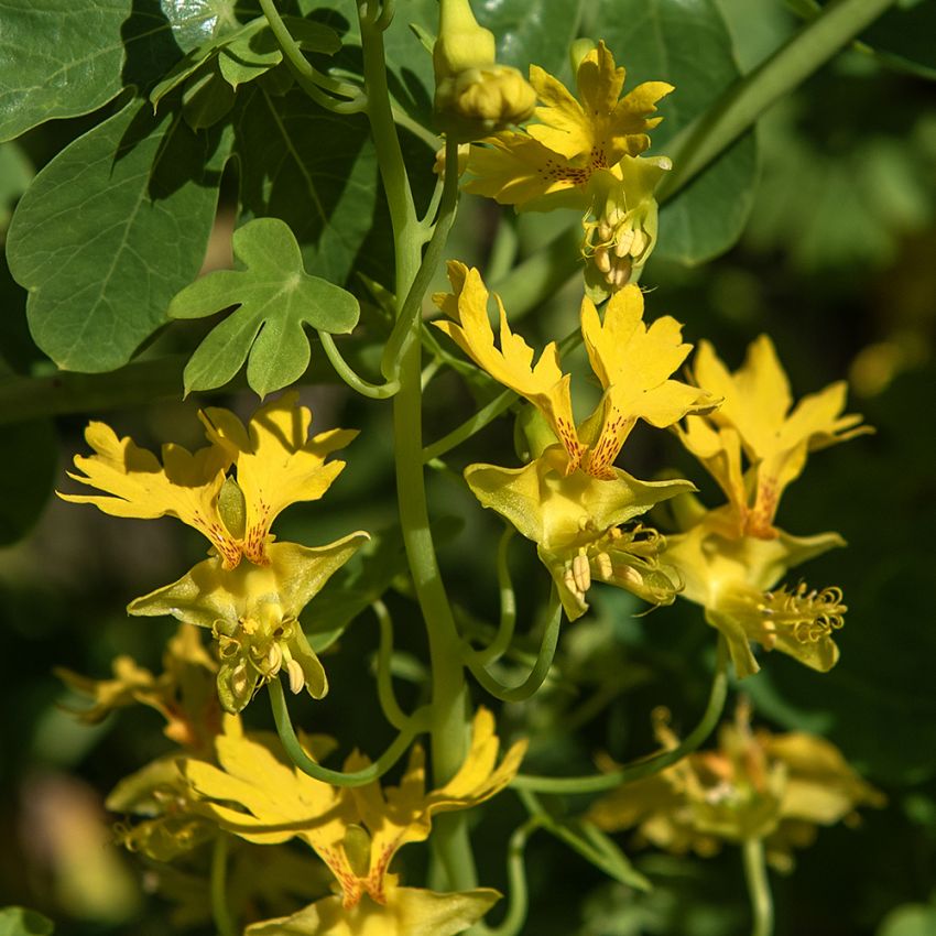 Fjärilskrasse, Vacker slingerväxt med mängder av guldgula, fransade blommor.
