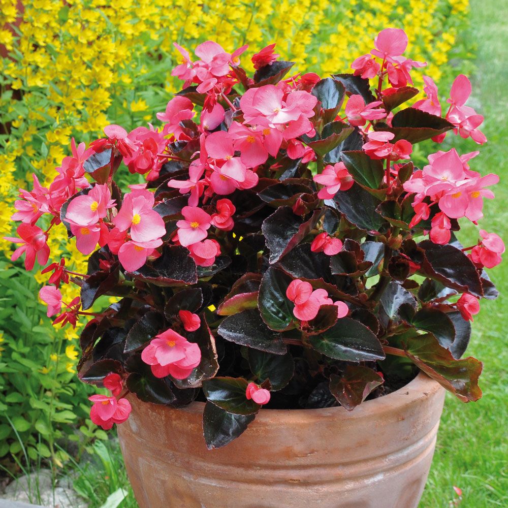 Begonia 'Big Rose with Bronze Leaf', mörkt bronserat bladverk och rosa blommor.