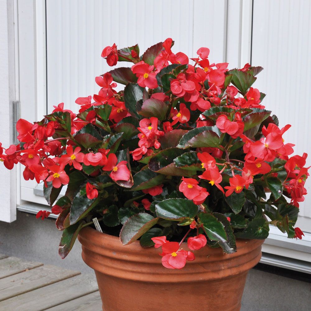 Begonia 'Big Red with Green Leaf', mörkt skogsgrönt bladverk och röda blommor.