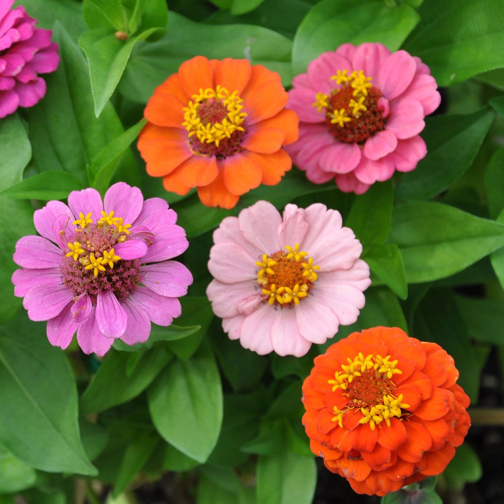 zinnia ''Thumbelina'' Lättodlad sommarblomma i vackra, klara färger. Extra låg