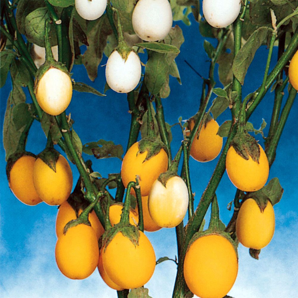 Aubergin 'Golden Eggs', Ägglika, vita frukter som vid full mognad övergår i gult