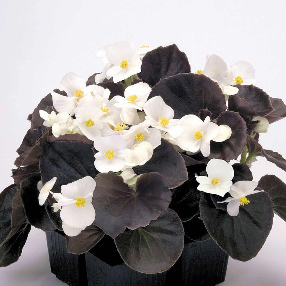 Sommarbegonia F1 Nightlife', snövit sort med grönbronsfärgat bladverk