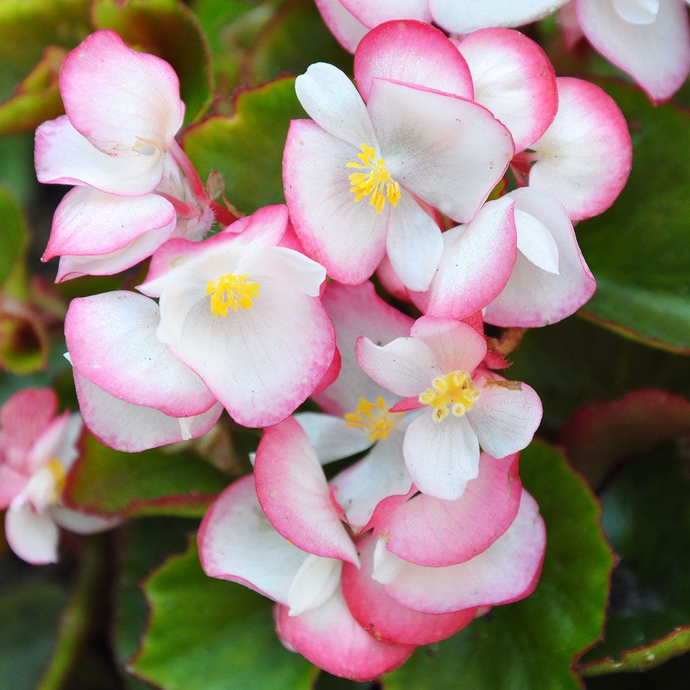 Sommarbegonia F1 'Super Olympia Bicolor', Stora, vita till mörkrosa blommor