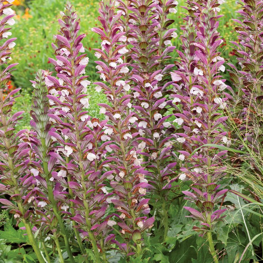 Mjukakantus, Violettrosa blomspiror. Vacker bakgrundsväxt i rabatter