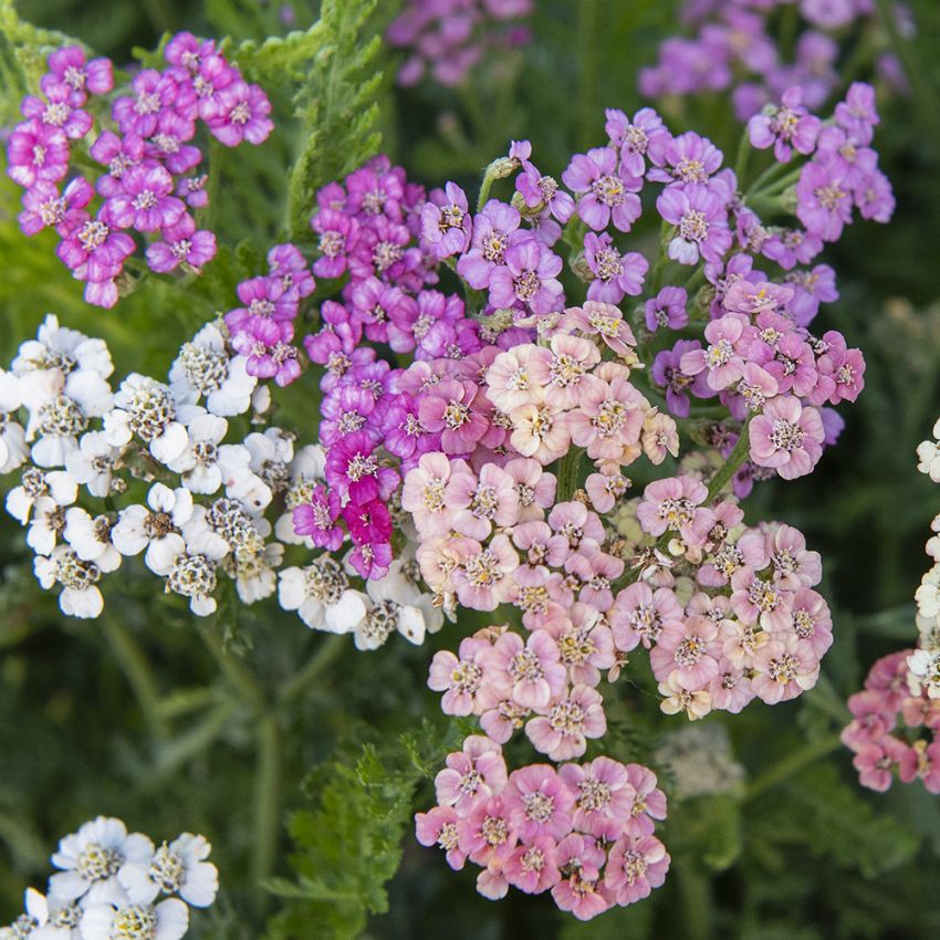 Röllika ''Colorado'', Täta blomsamlingar i toner av lila, rosa, gult och vitt.