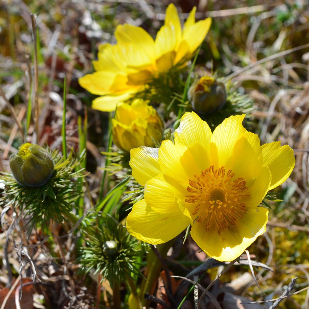 Våradonis, tuvväxande med finflikigt bladverk och intensivt gula, stora blommor.