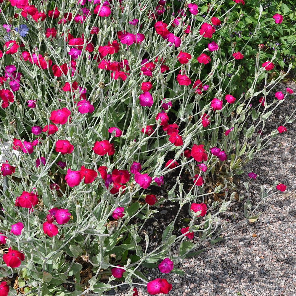 Purpurklätt 'Astrosanguinea', purpurröda, enkla nejlikliknande blommor