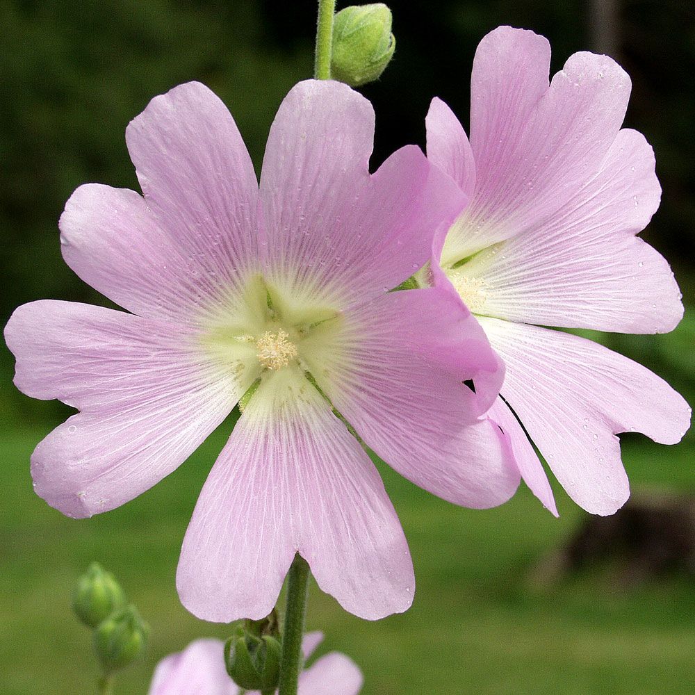 Ungersk Stockros, Sällsynt art med ljust lilarosa blommor i höga spiror
