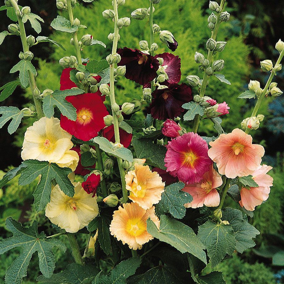 Flerårig Stockros, enkelblommande med stora blommor i rött, gult och rosa.