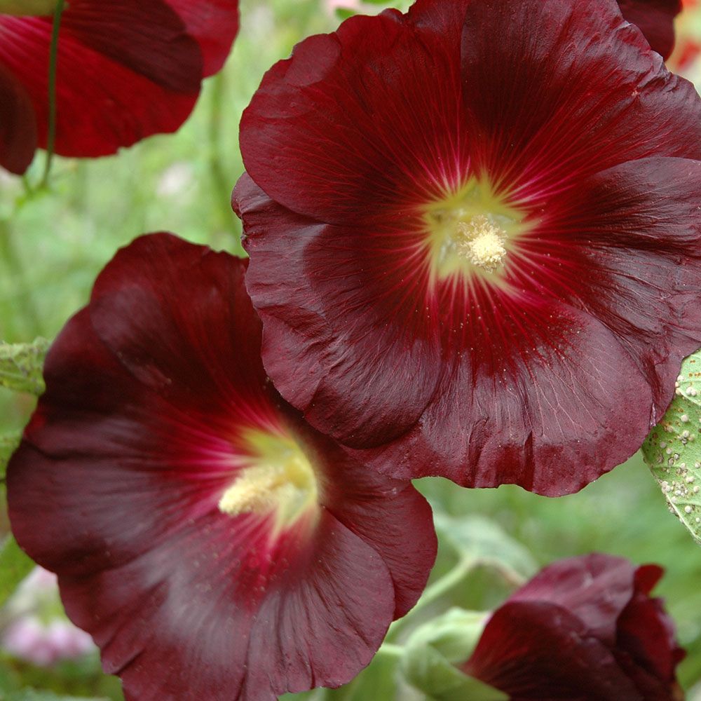 Svart Stockros 'Nigra', unik purpursvart nyans. Stora enkla blommor med gul mitt