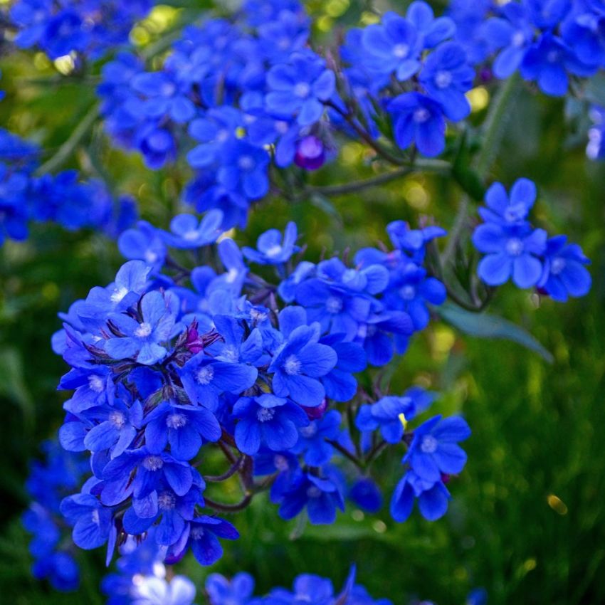 Italiensk Oxtunga 'Dropmore', mängder av blommor i lysande blått, mörkt bladverk