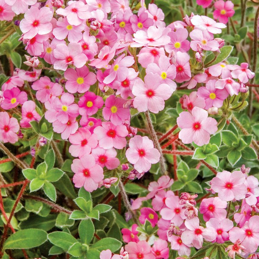 Skär Kuddviva, alpväxt med täta tuvor som översållas av små, ljusrosa blommor.