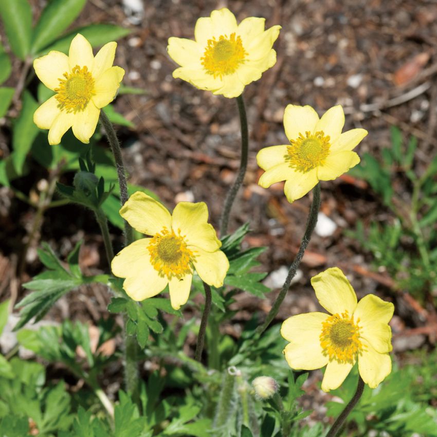 Gul Alpsippa, vinterhärdig alpart med ljust gula blommor.