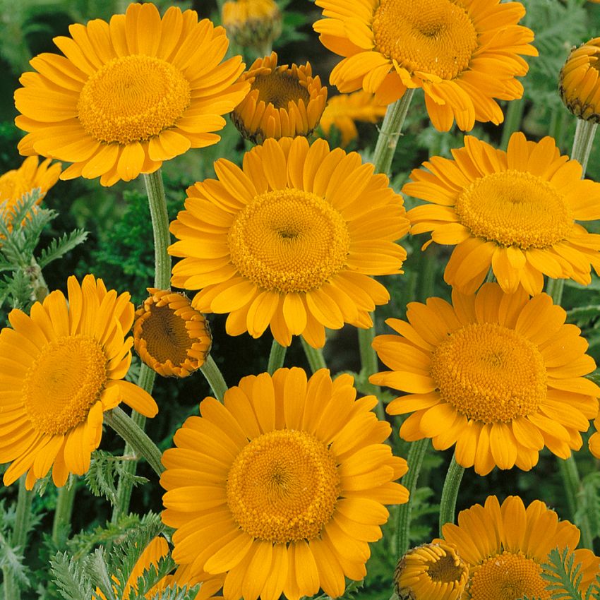 Midsommarkulla, Orangegula prästkrageblommor och klargrönt, finflikigt bladverk.