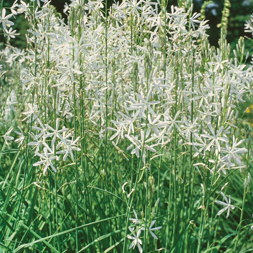 Stor Sandlilja, med vita, hyacintlika blommor och vita smala blad