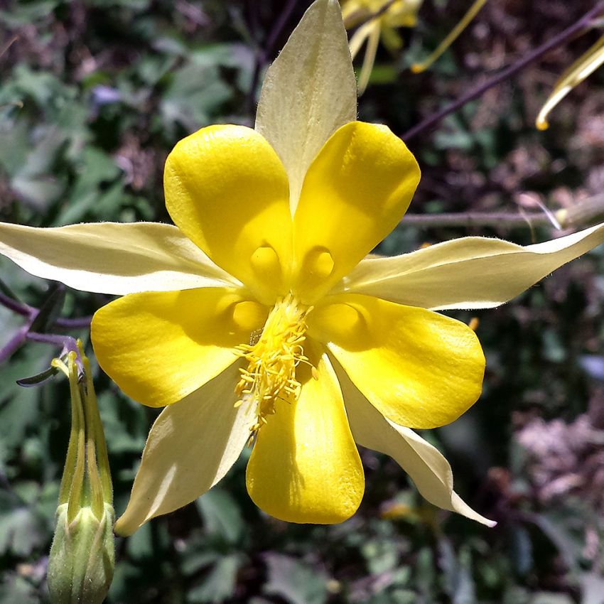 Guldakleja 'Yellow Star', Ljust guldgula, långsporriga blommor med underbar doft