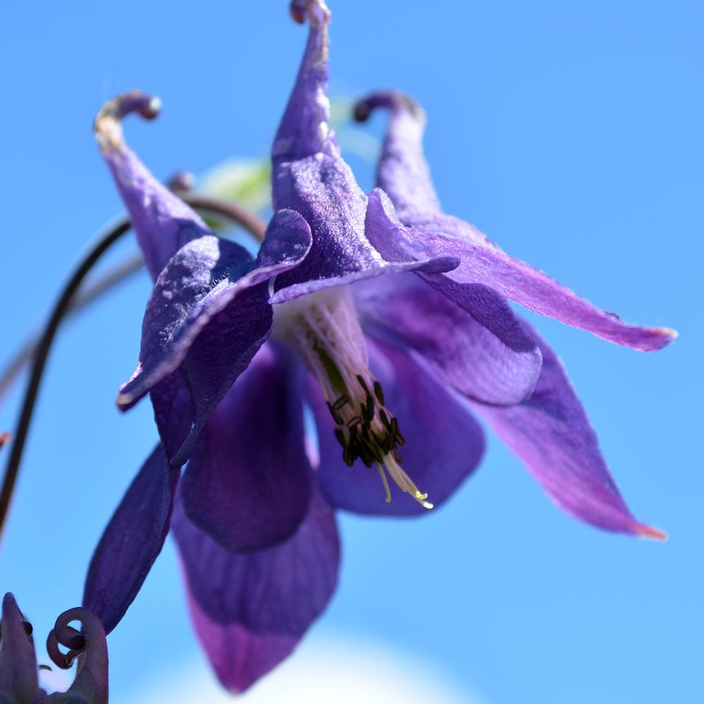 Akleja har karaktäristiska blommor i blått, lila, rosa och vitt med sporrar.