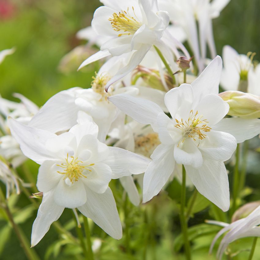 Pastellakleja F1 'Earlybird White har krispigt vita blommor och blommar rokilgt