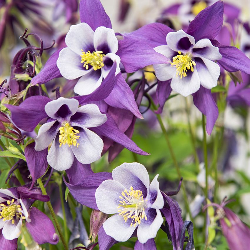 Pastellakleja F1 ''Earlybird Purple White'', intensivt violetta blommor med vit