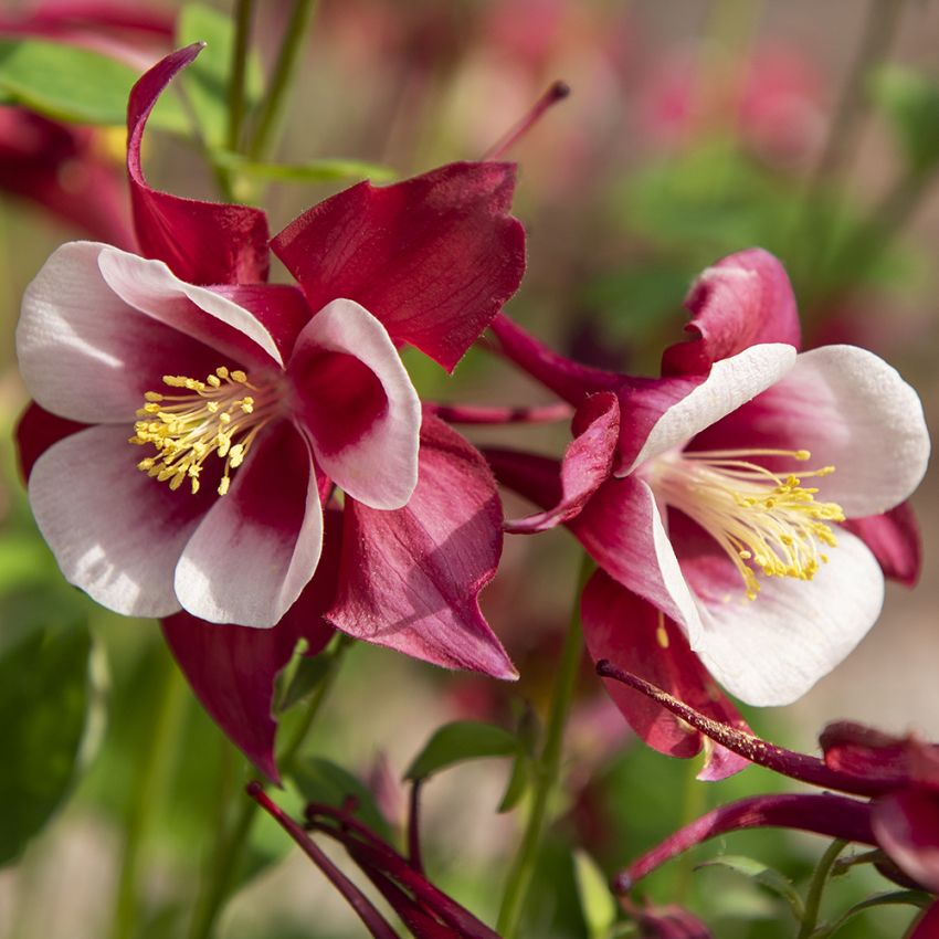 Pastellakleja F1 ''Earlybird Red White'', hallonröda blommor med vitt svalg.