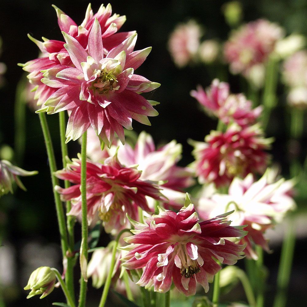 Akleja 'Nora Barlow' är en märklig äldre kultivar med flerdubbla blommor.