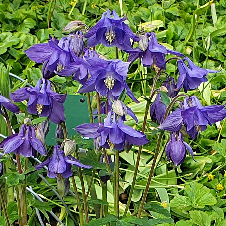 Alpakleja Tuvbildande med helblå, ca 5-6 cm stora blommor. Grågrönt bladverk. 