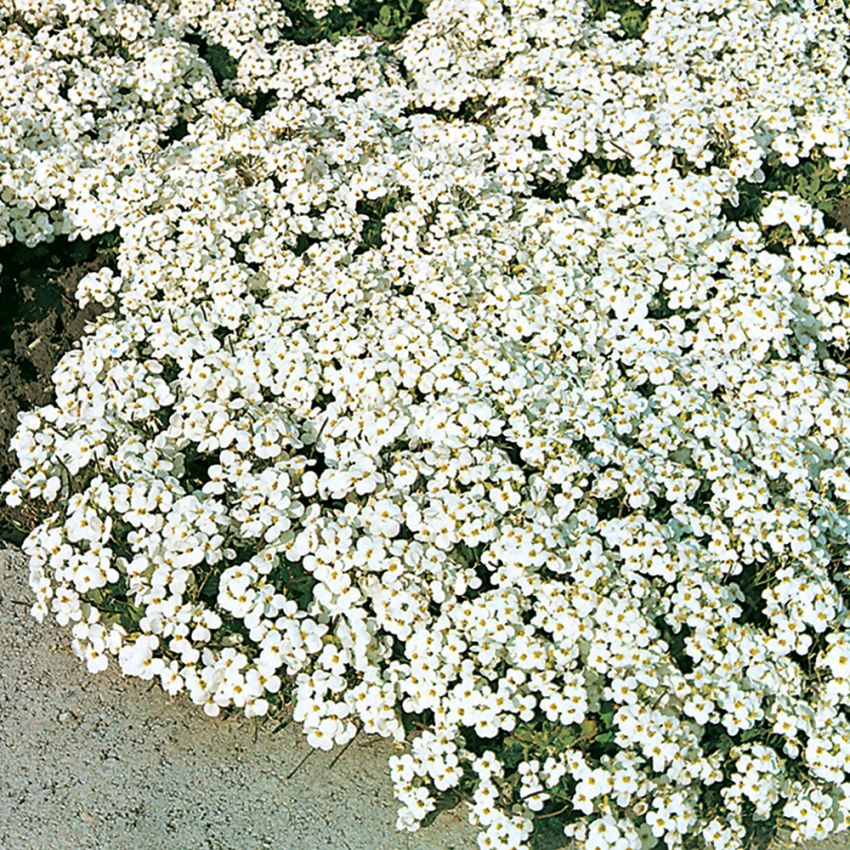 Fagertrav Snow Peak, Mattbildande, vintergrön alpsort med lågt, vita blommor