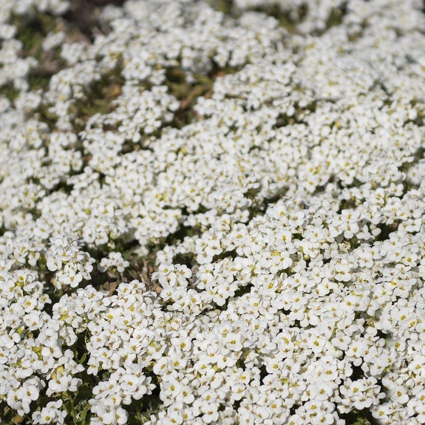 Fagertrav Little Treasure White mattor av vintergrönt bladverk och småblommor i 