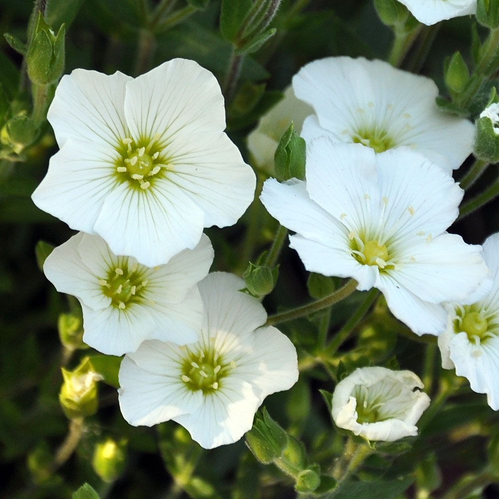 Bergnarv Tålig, attbildande perenne med vackra, vita stjärnblommor