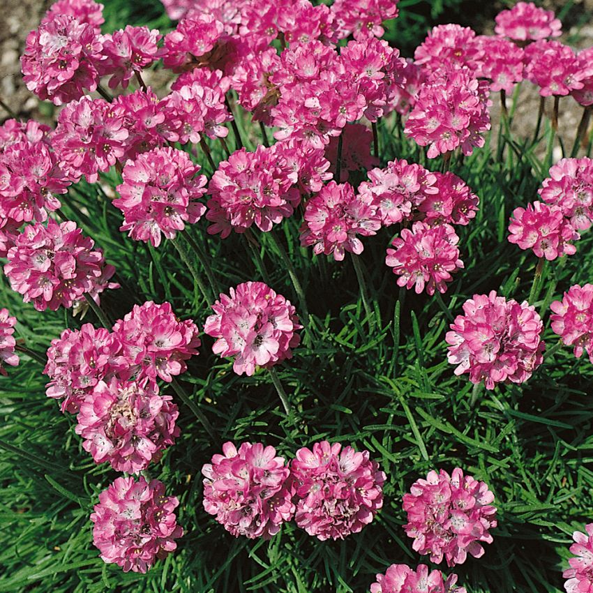 Trädgårdstrift Laucheana, Karminrosa blommor. Vackert mattbildande. 