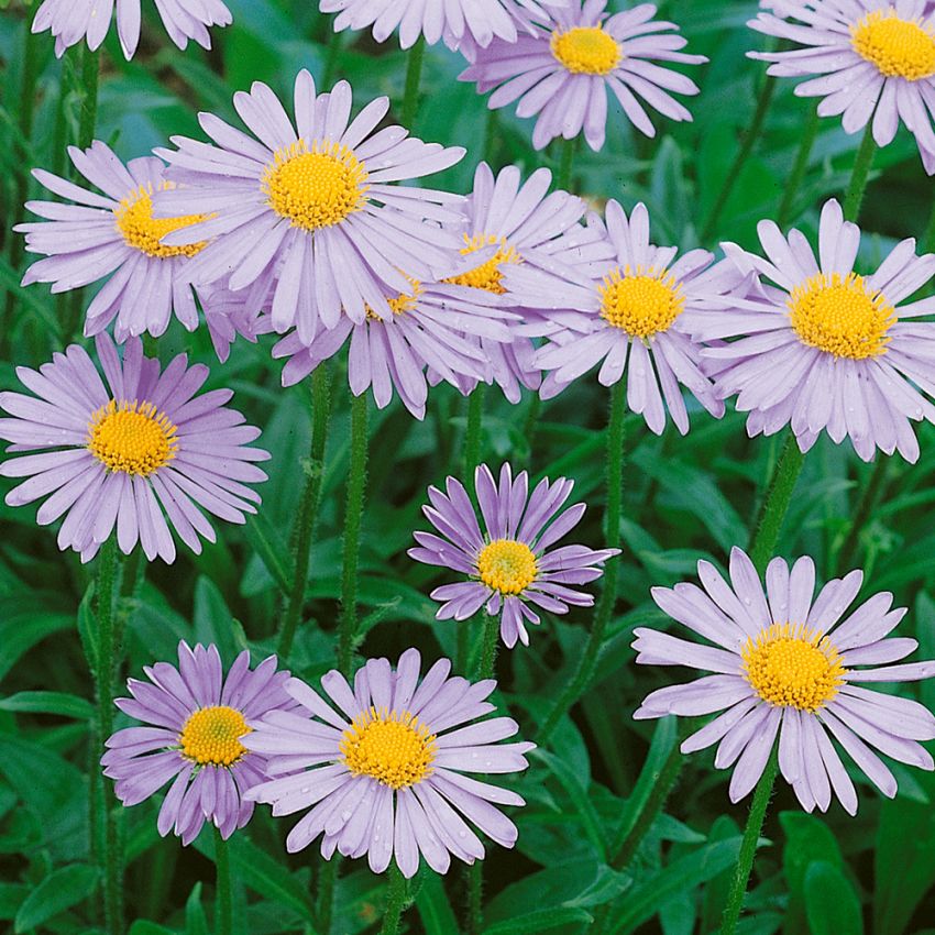 Midsommaraster Wartburgstern, flerårig aster. Lavendelblå kragblad och gul mitt