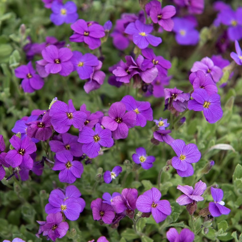 Aubrietia ''Whitewell Gem'' täta tuvor med mängder  av purpurvioletta blommor