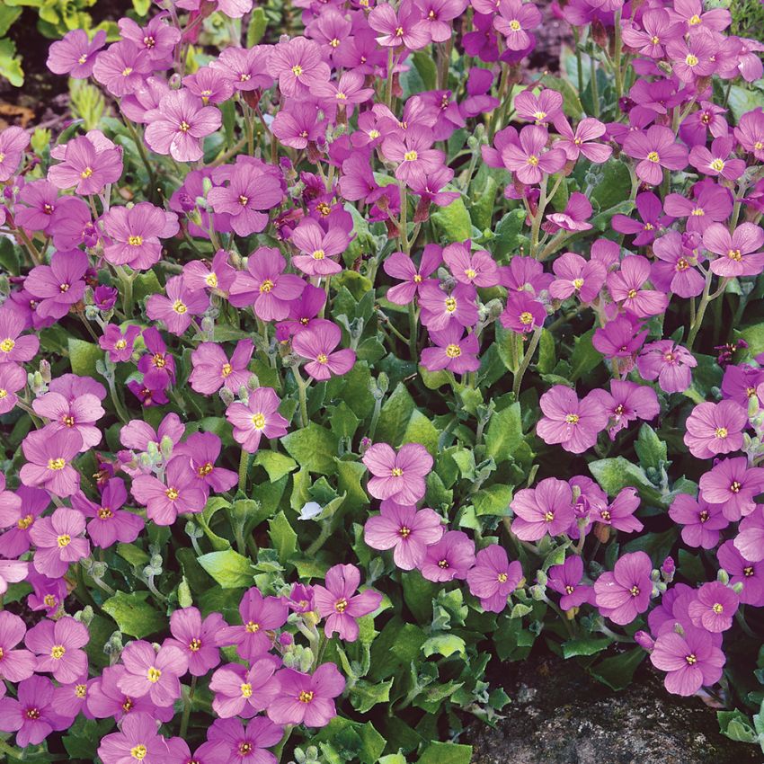 Aubrietia Leichtlinii, En mer storblommande, kontrastrik sort med karminrosa 