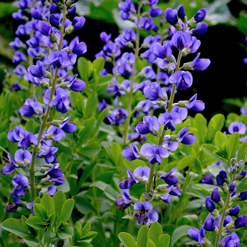Färgväppling, Vackert indigoblå, 25 cm höga blomspiror på meterhöga stjälkar. 