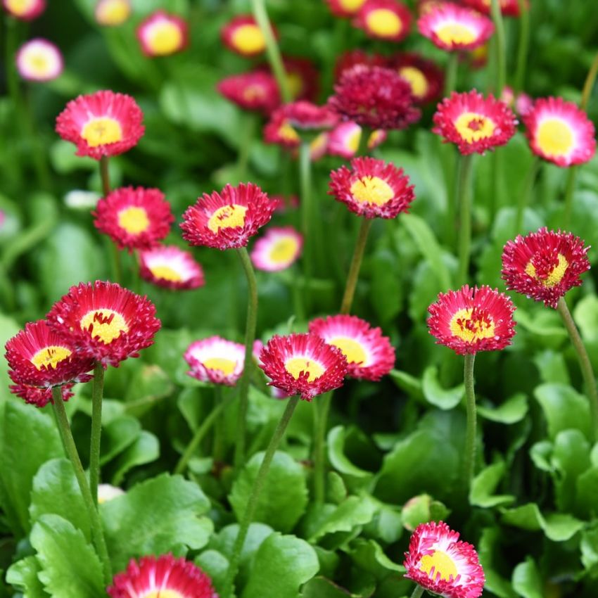 Tusensköna Bellissima Red med mängder av klarröda, halv- till helfyllda blommor