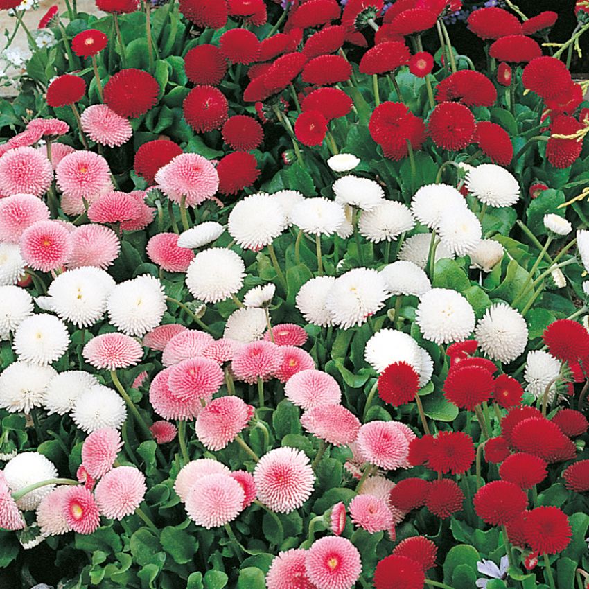 Tusensköna Pomponette, helfyllda, runda blommor. Färgmix i rött, rosa och vitt