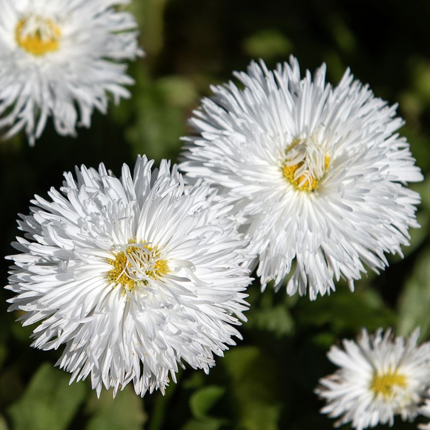 Tusensköna 'Habanera White', Praktfulla, rent vita, stora, dubbla blommor på låga, tuvbildande plantor.