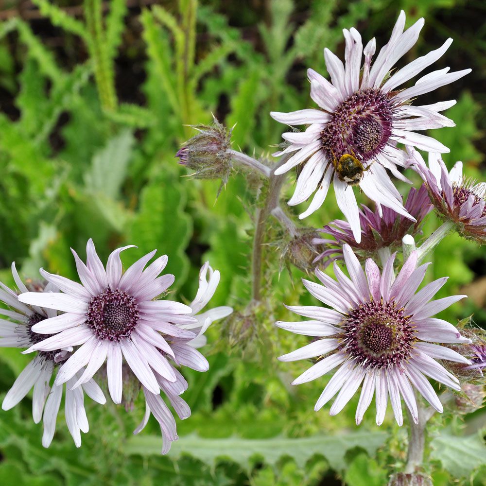 Tistelaster Silver Spikes Ljuslila, ca 8 cm stora blommor. 